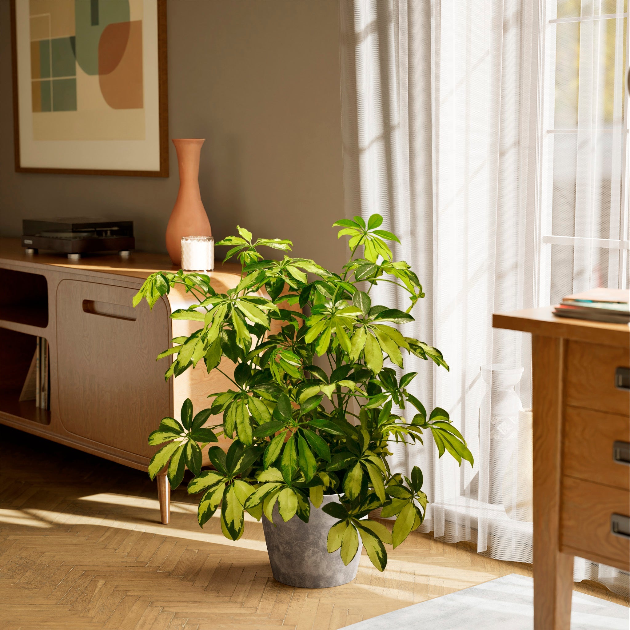 Umbrella Plant (Schefflera Gold Capella)