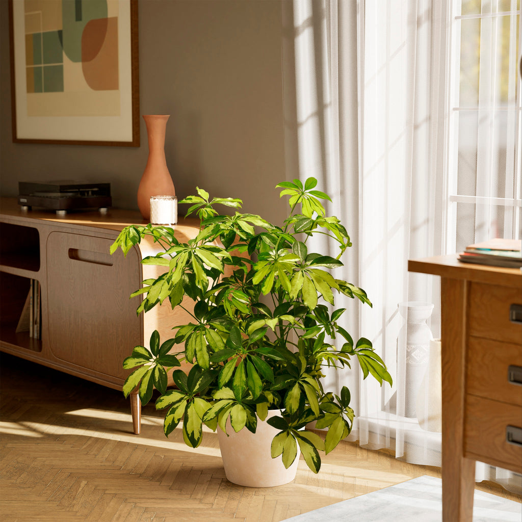 Umbrella Plant (Schefflera Gold Capella)