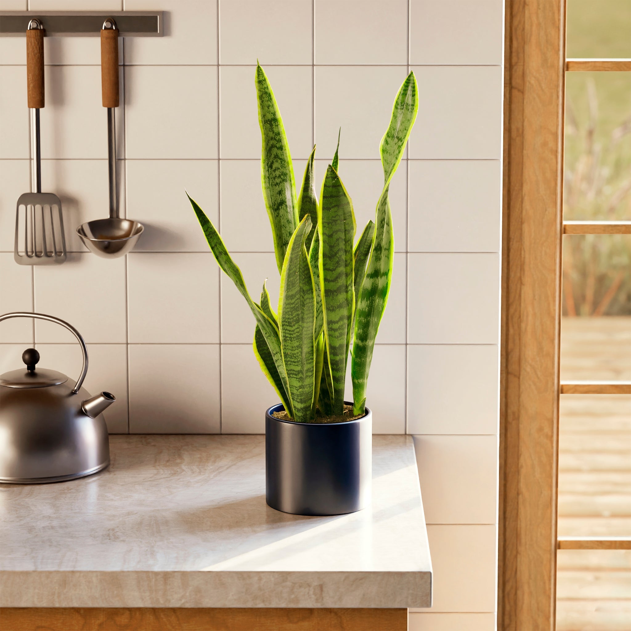 Variegated Sansevieria Laurentii (Snake Plant)