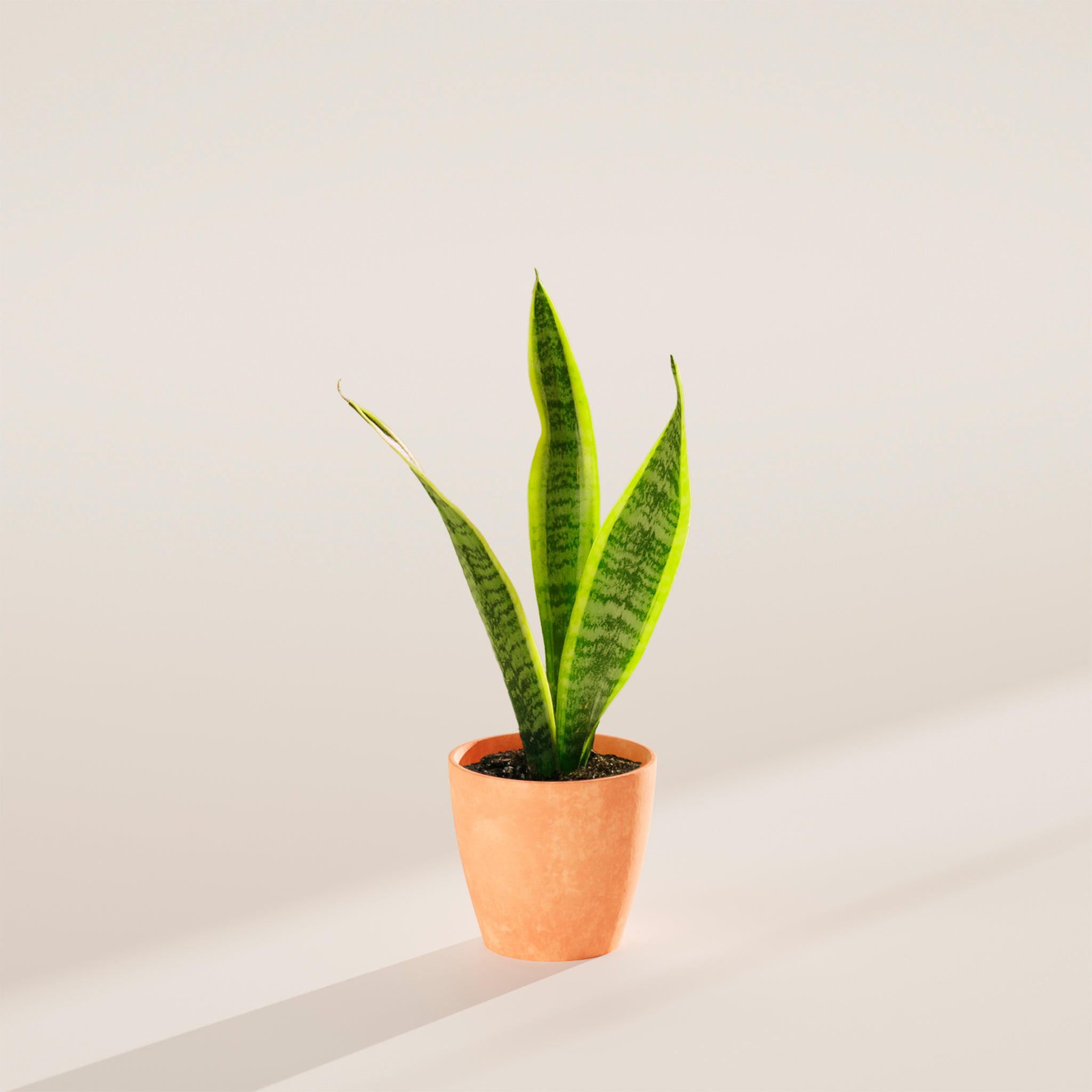 Variegated Sansevieria Laurentii (Snake Plant)