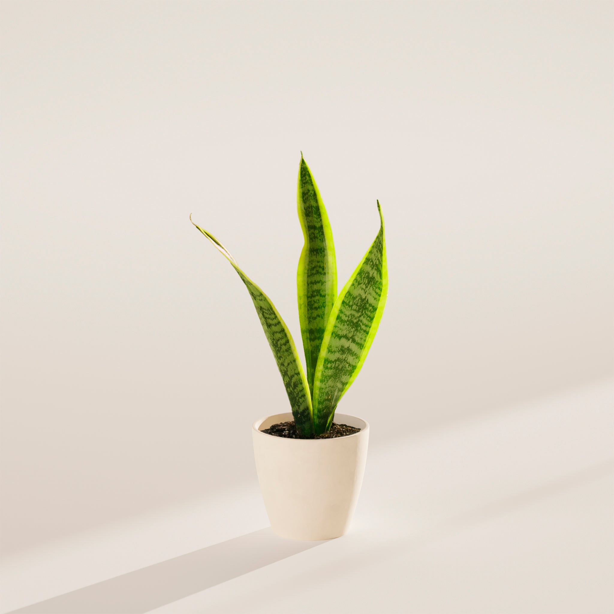 Variegated Sansevieria Laurentii (Snake Plant)