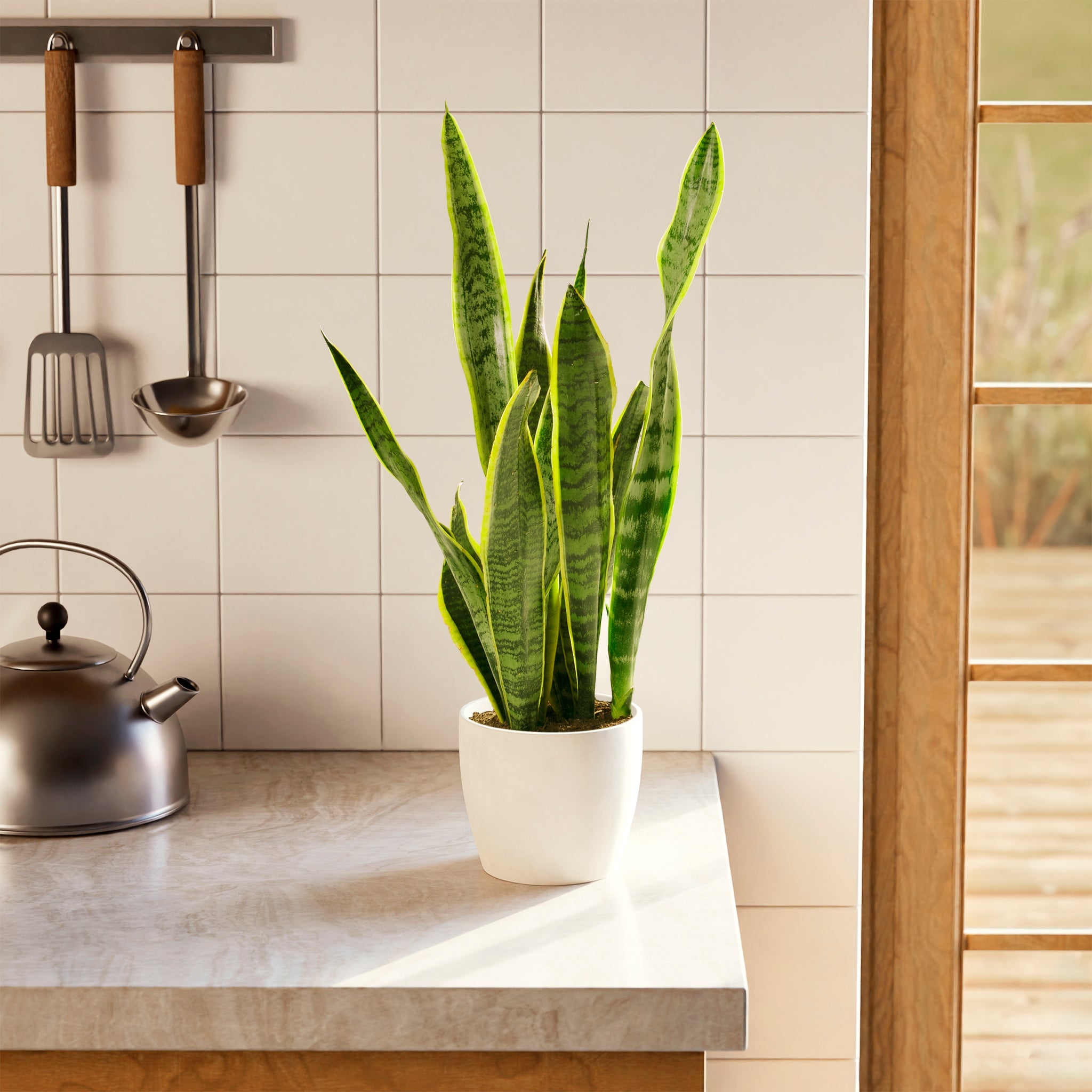 Variegated Sansevieria Laurentii (Snake Plant)