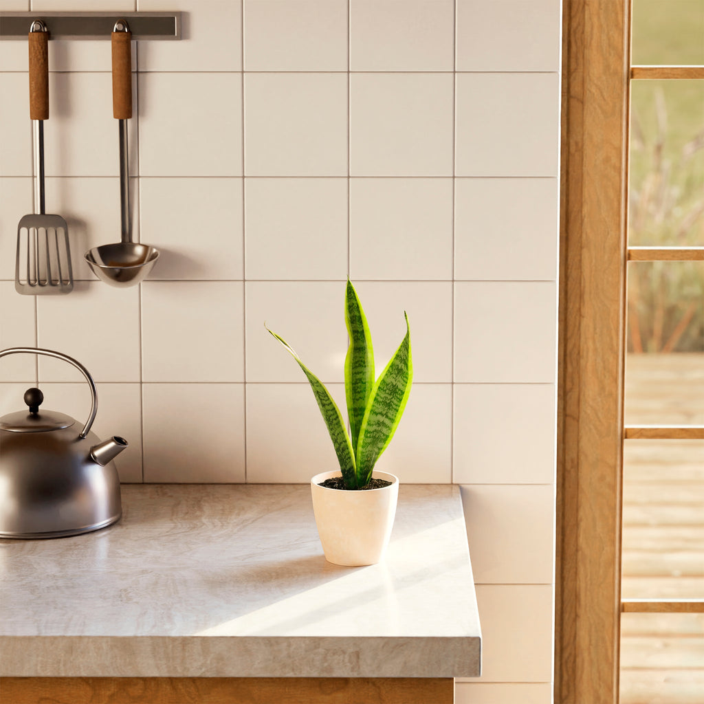 Variegated Sansevieria Laurentii (Snake Plant)