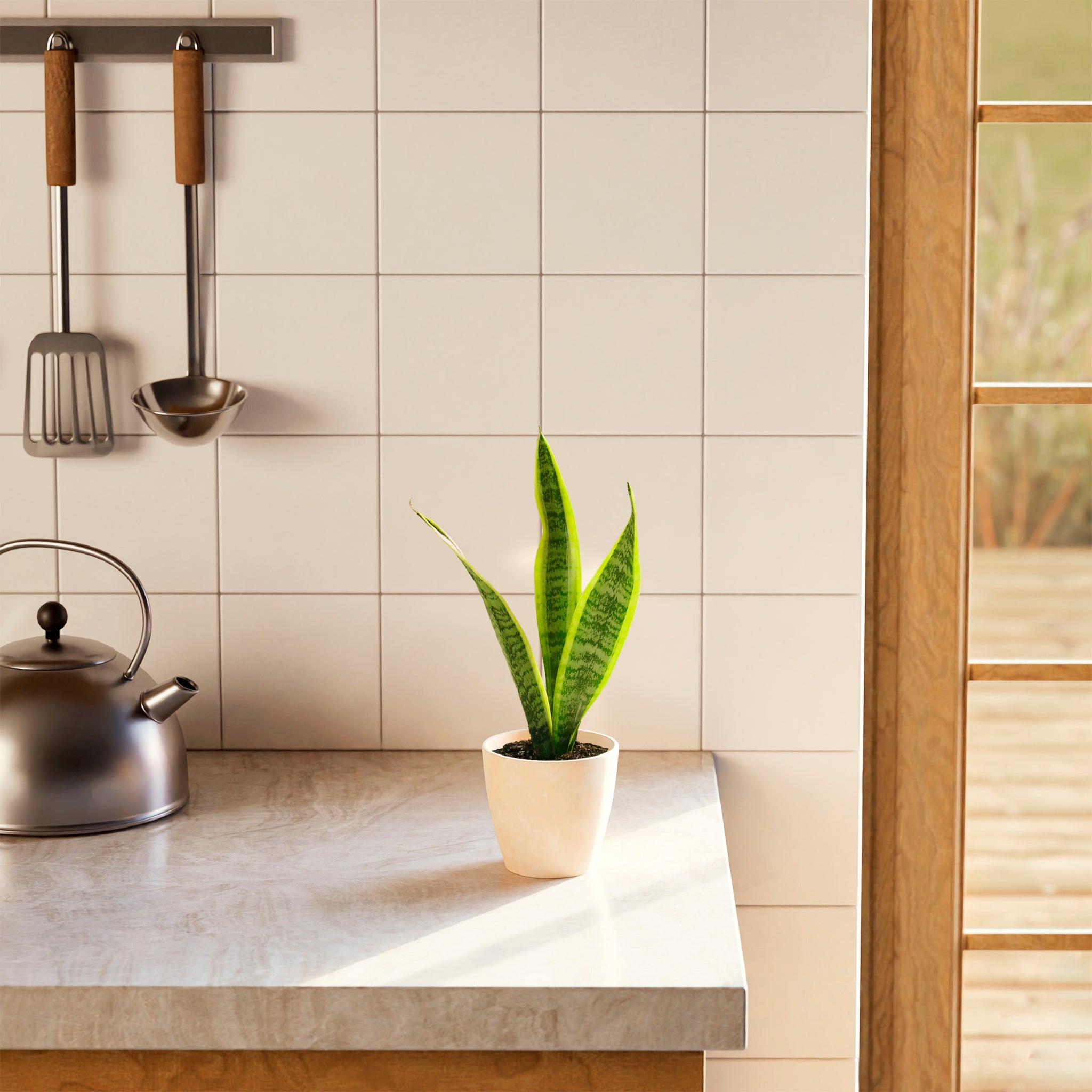 Variegated Sansevieria Laurentii (Snake Plant)