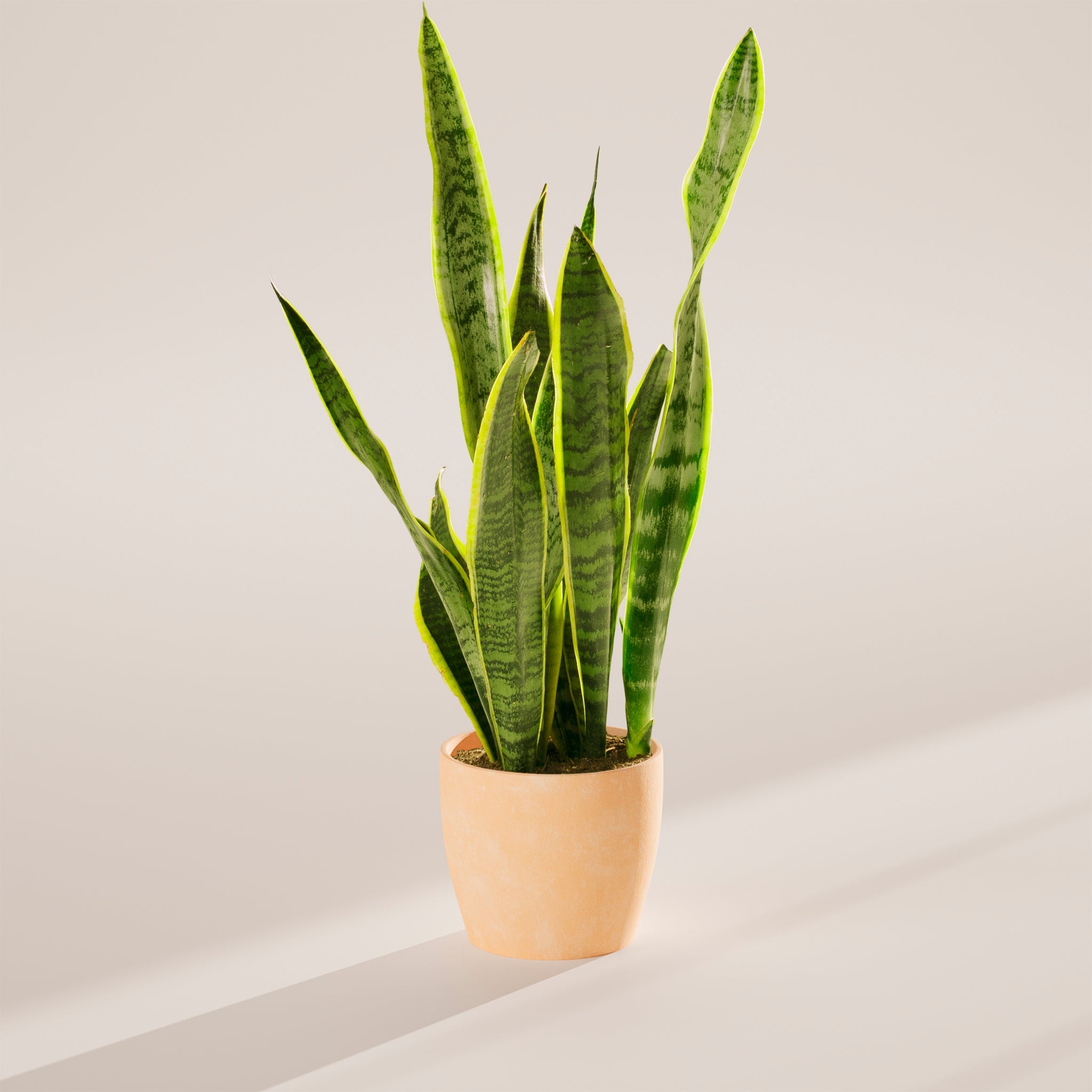 Variegated Sansevieria Laurentii (Snake Plant)