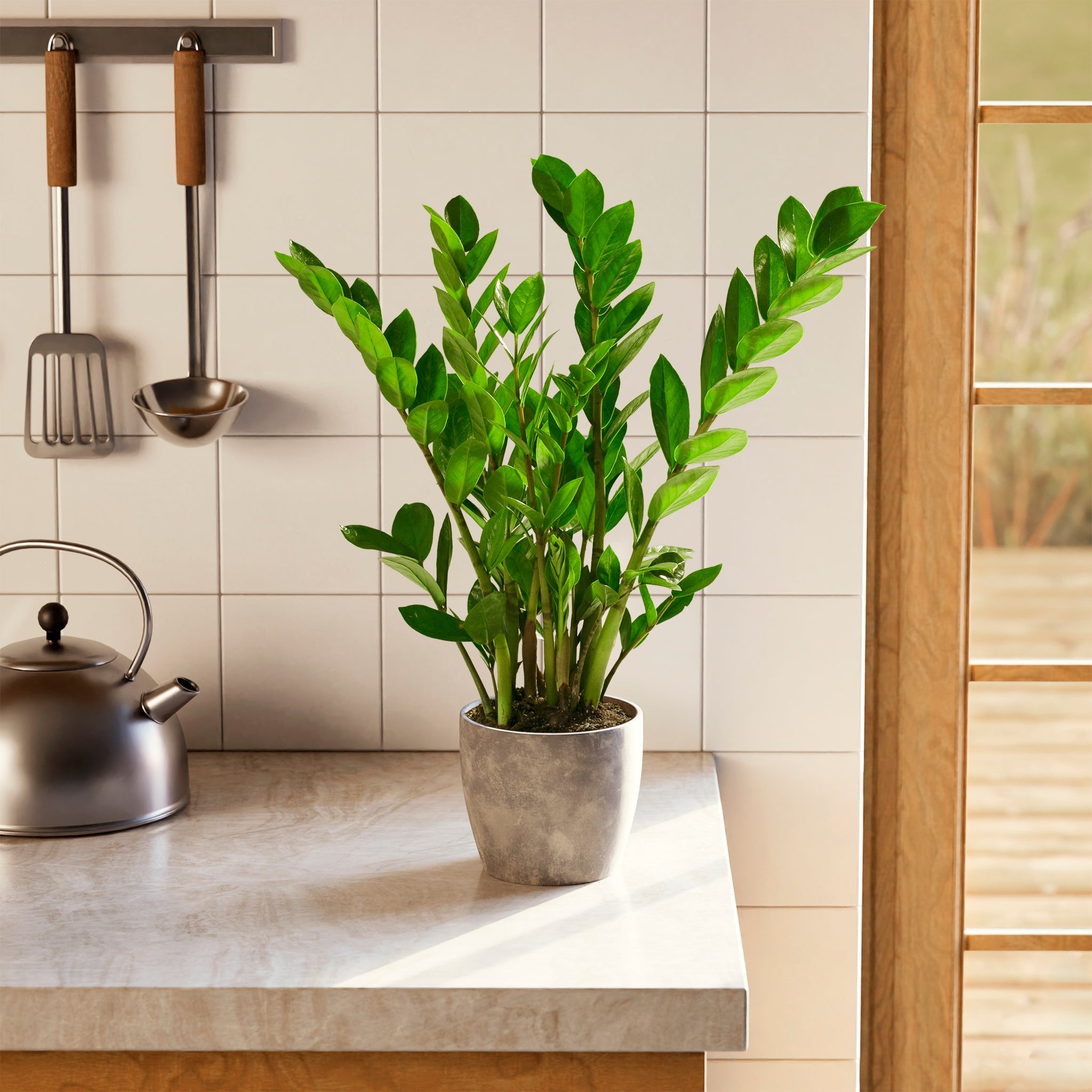 ZZ Plant