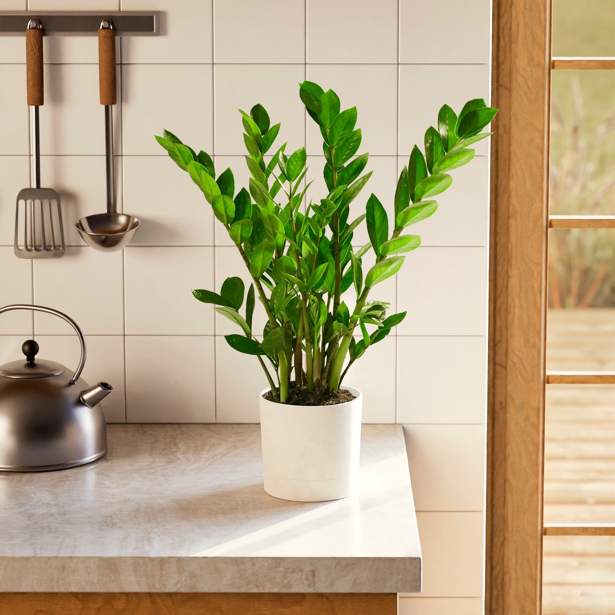 ZZ Plant