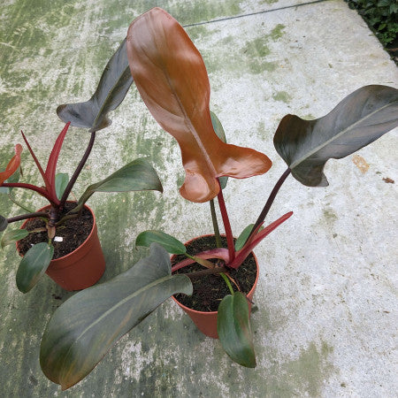 Philodendron Florida Bronze