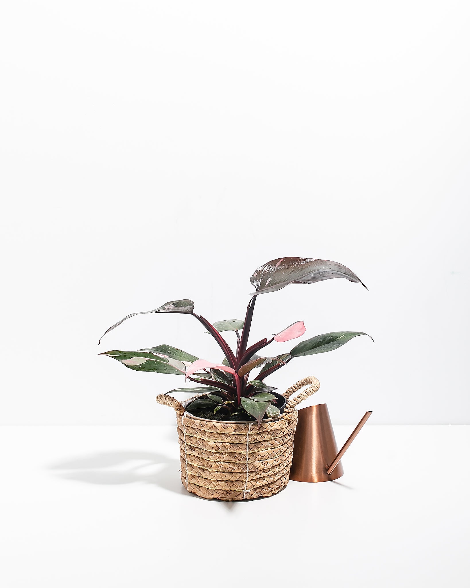 Philodendron Pink Princess