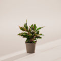 Aglaonema Red Siam