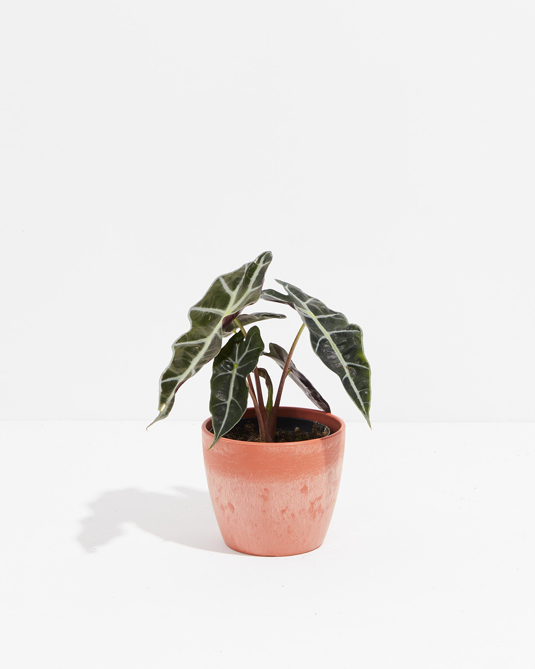 Alocasia Polly