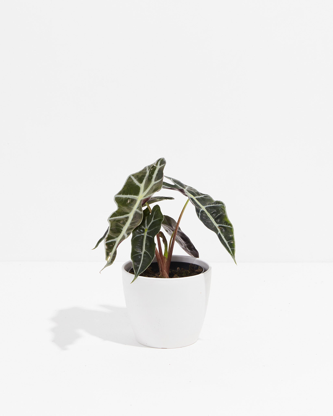 Alocasia Polly