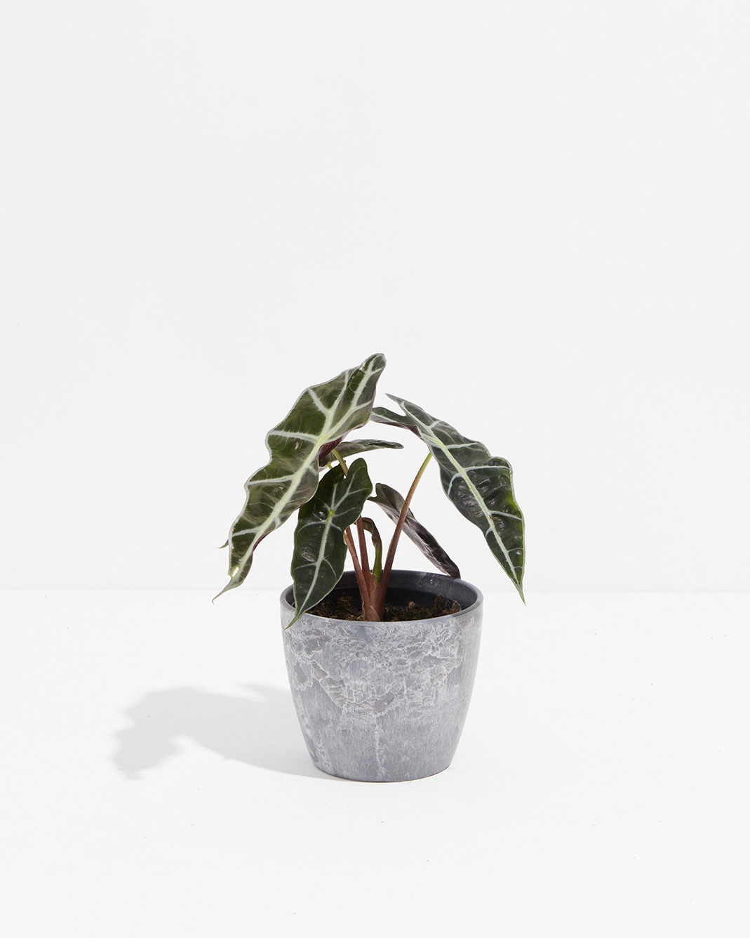Alocasia Polly
