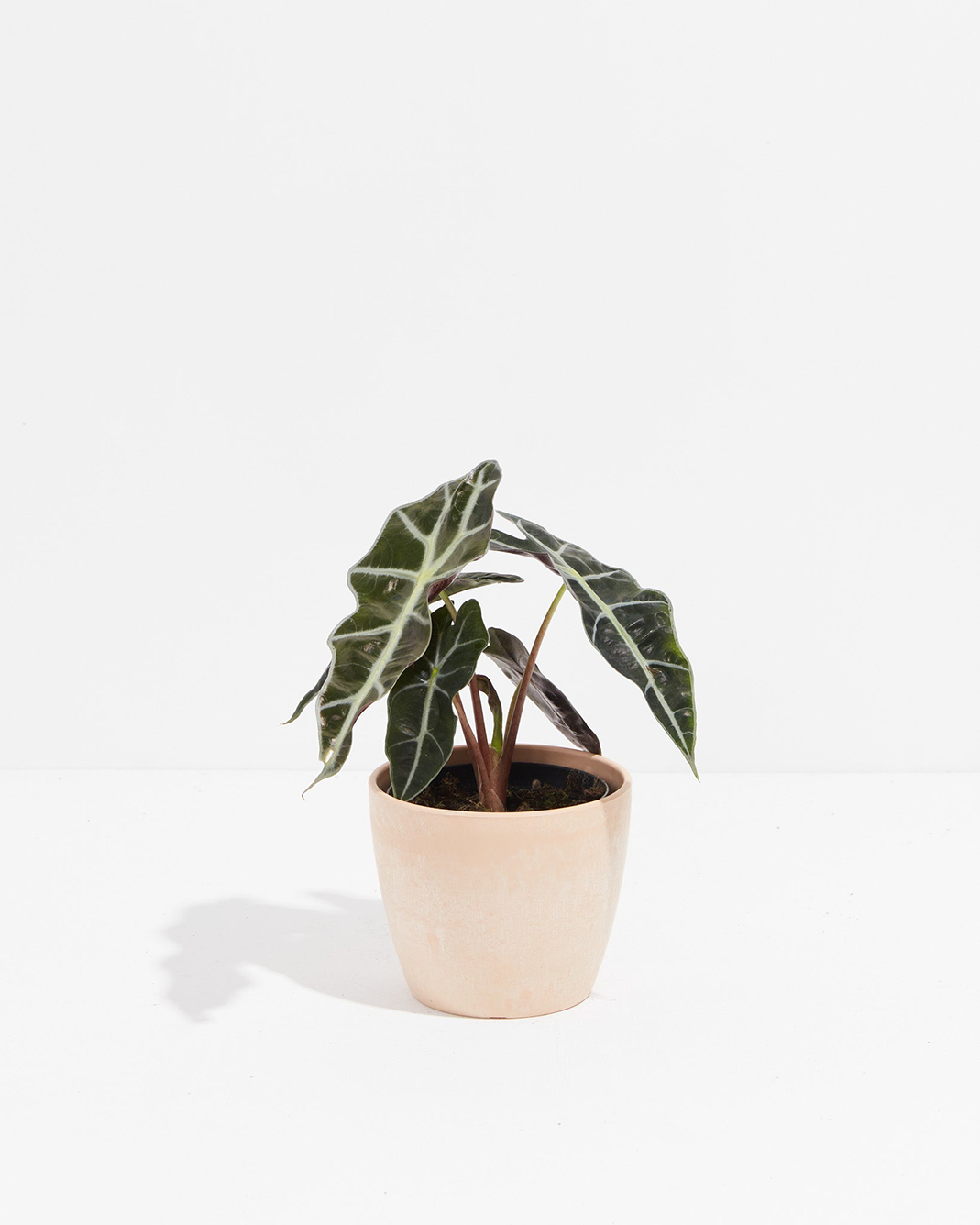 Alocasia Polly