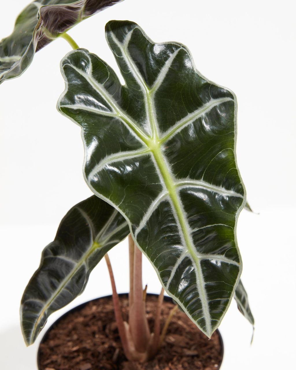 Alocasia Polly