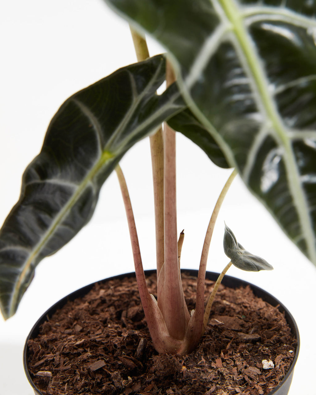 Alocasia Polly