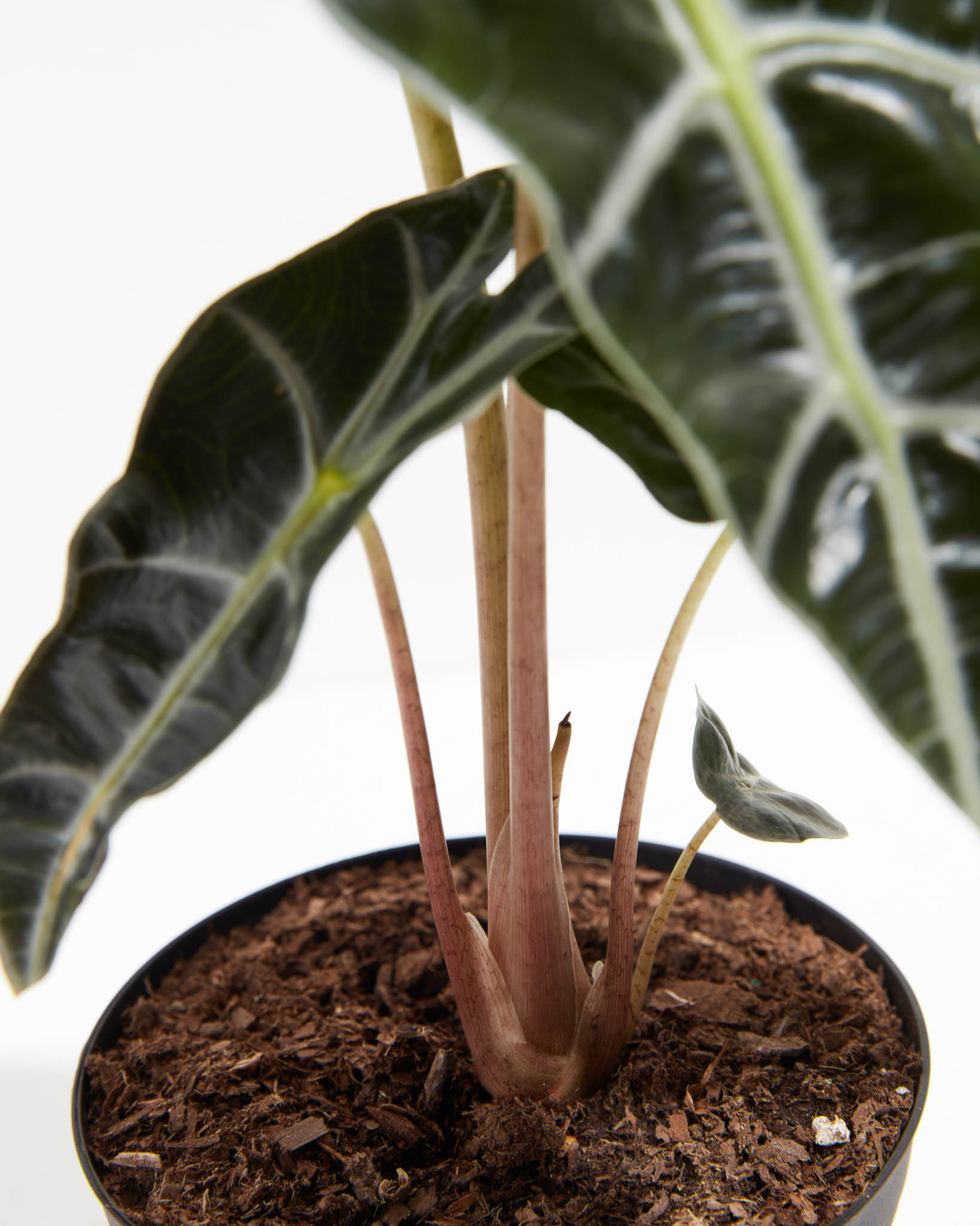 Alocasia Polly