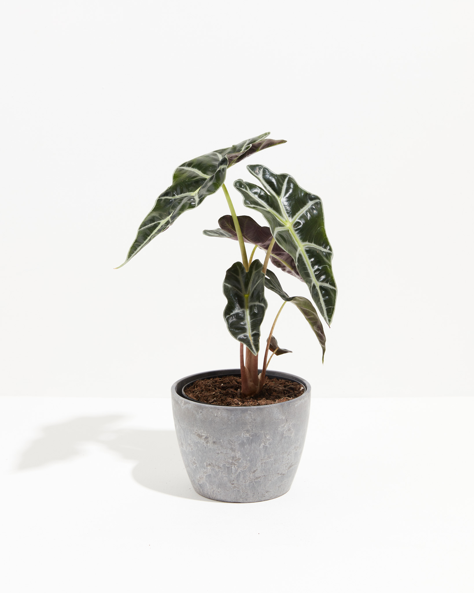 Alocasia Polly