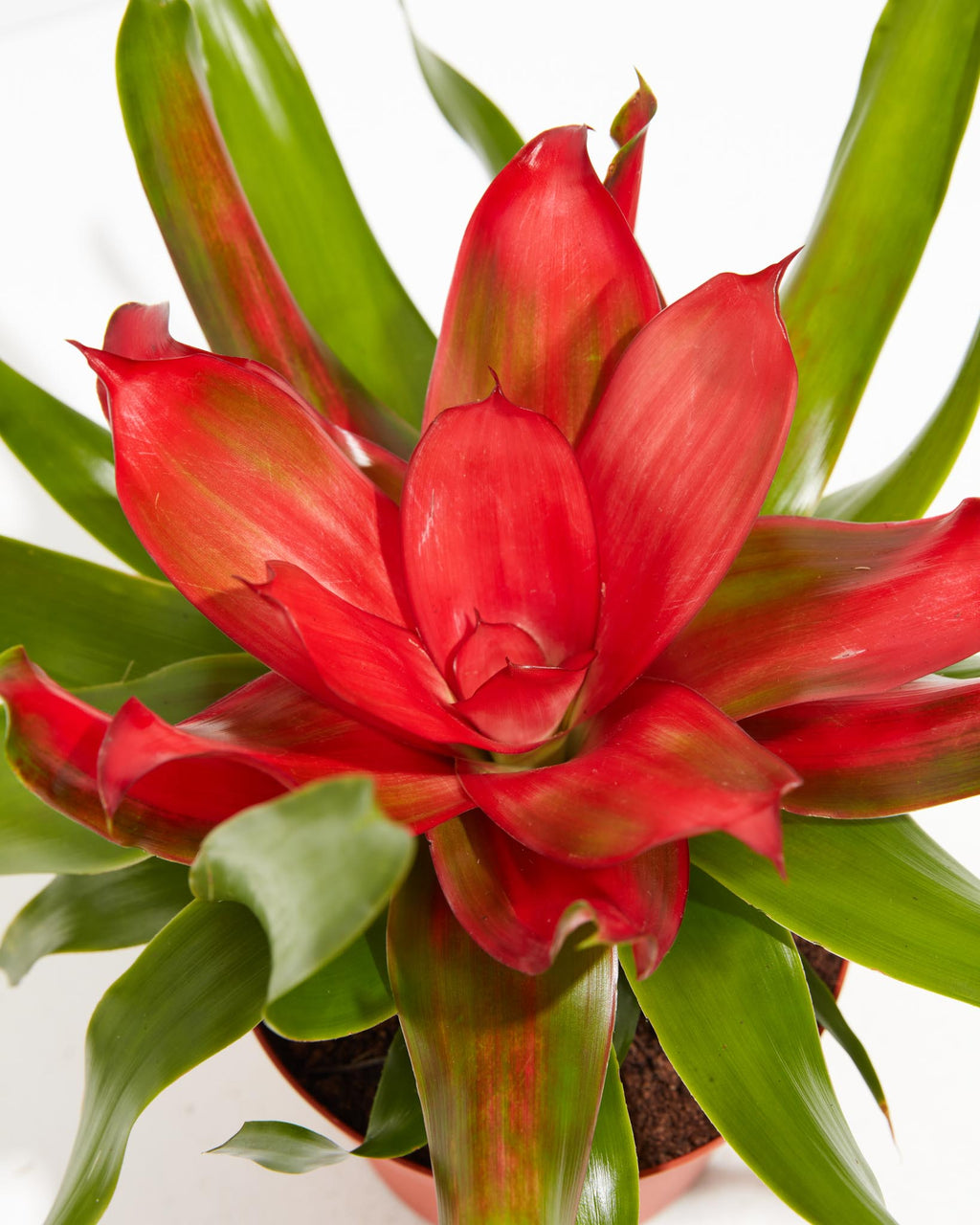 Bromeliad Neoregelia
