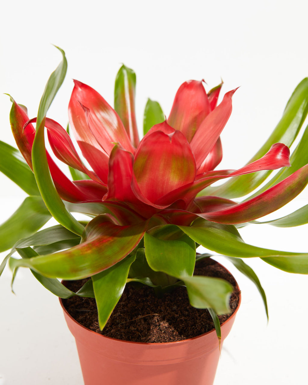 Bromeliad Neoregelia