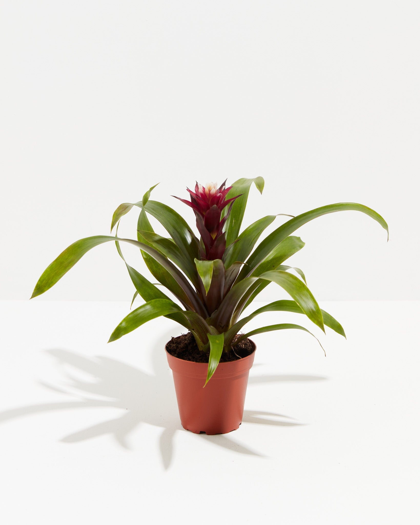 Bromeliad Guzmania