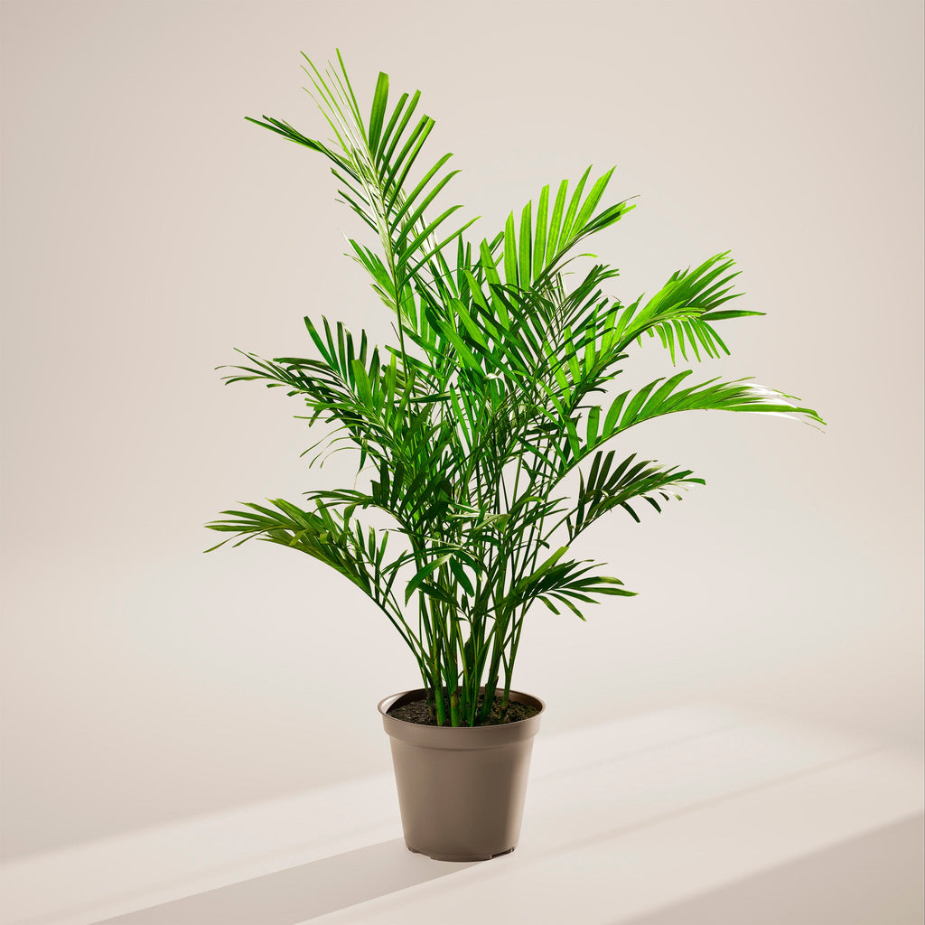 Cat Palm