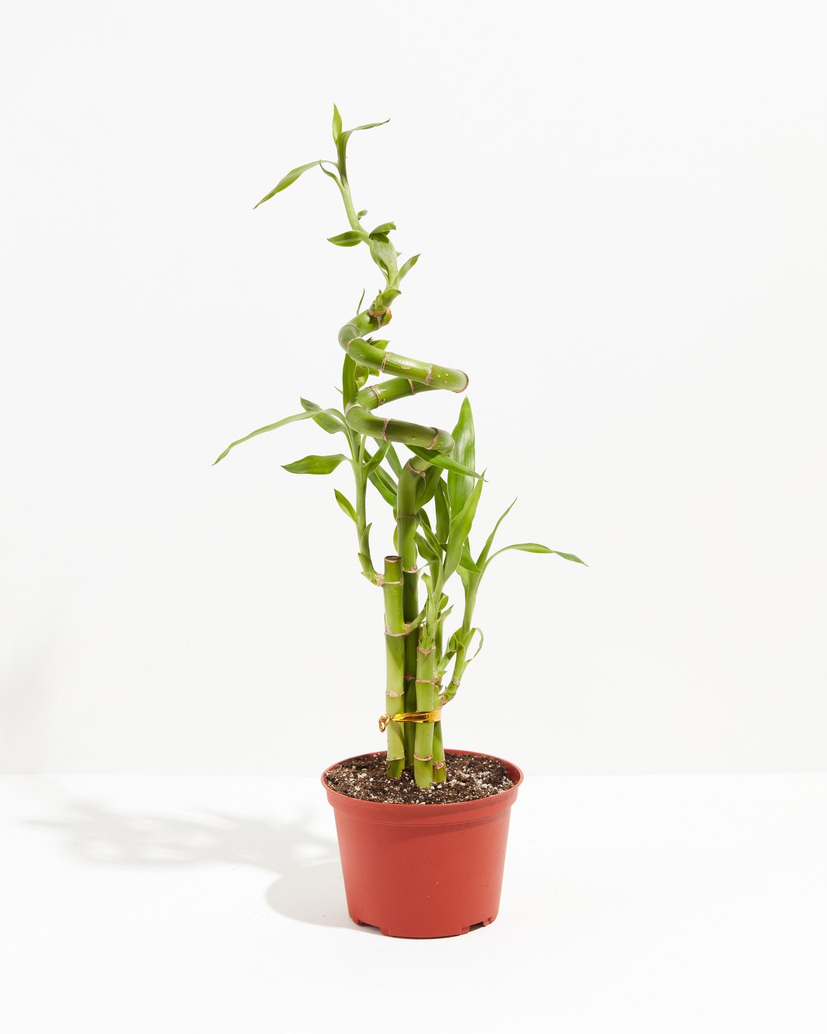 Lucky Bamboo