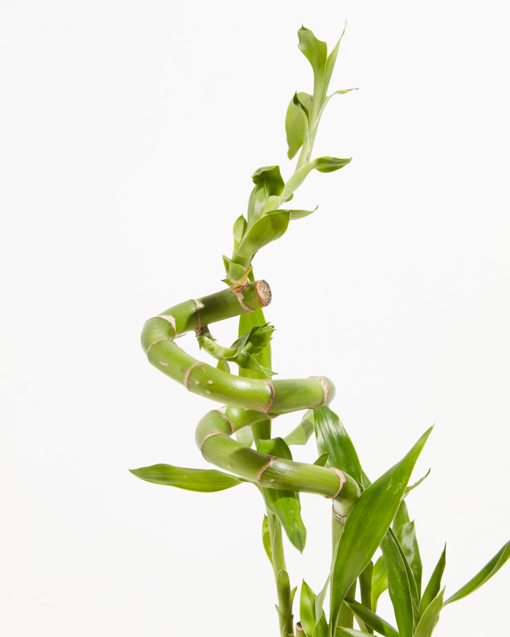 Lucky Bamboo