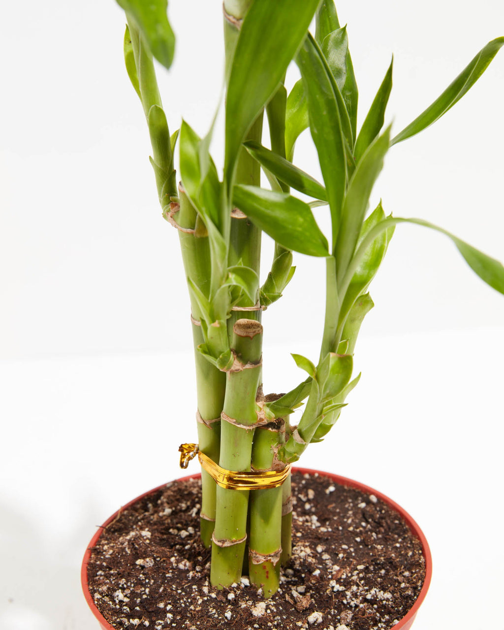 Lucky Bamboo