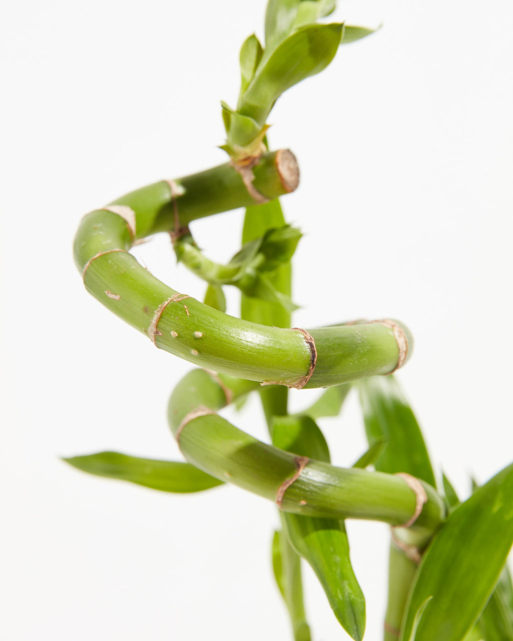 Lucky Bamboo