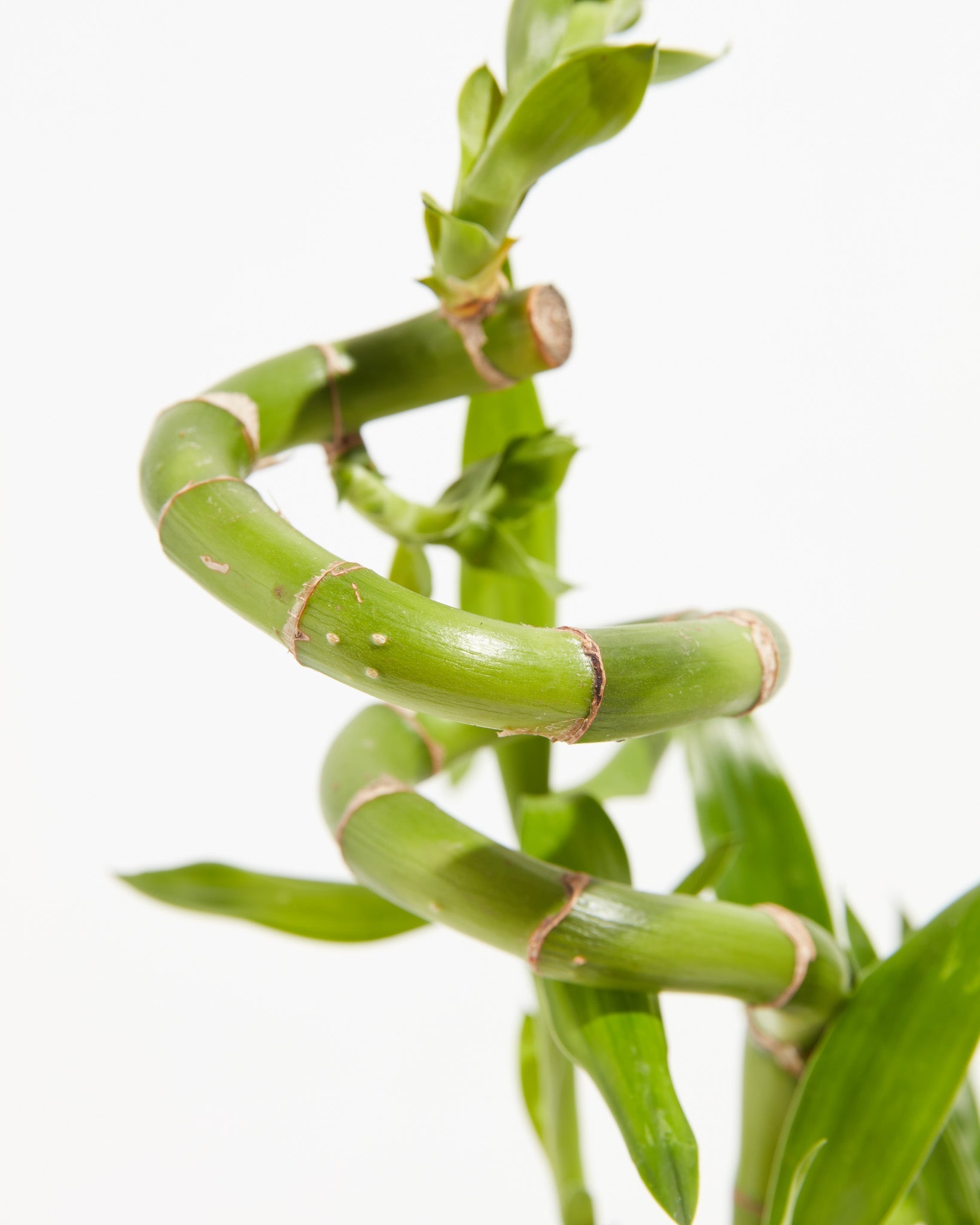 Lucky Bamboo
