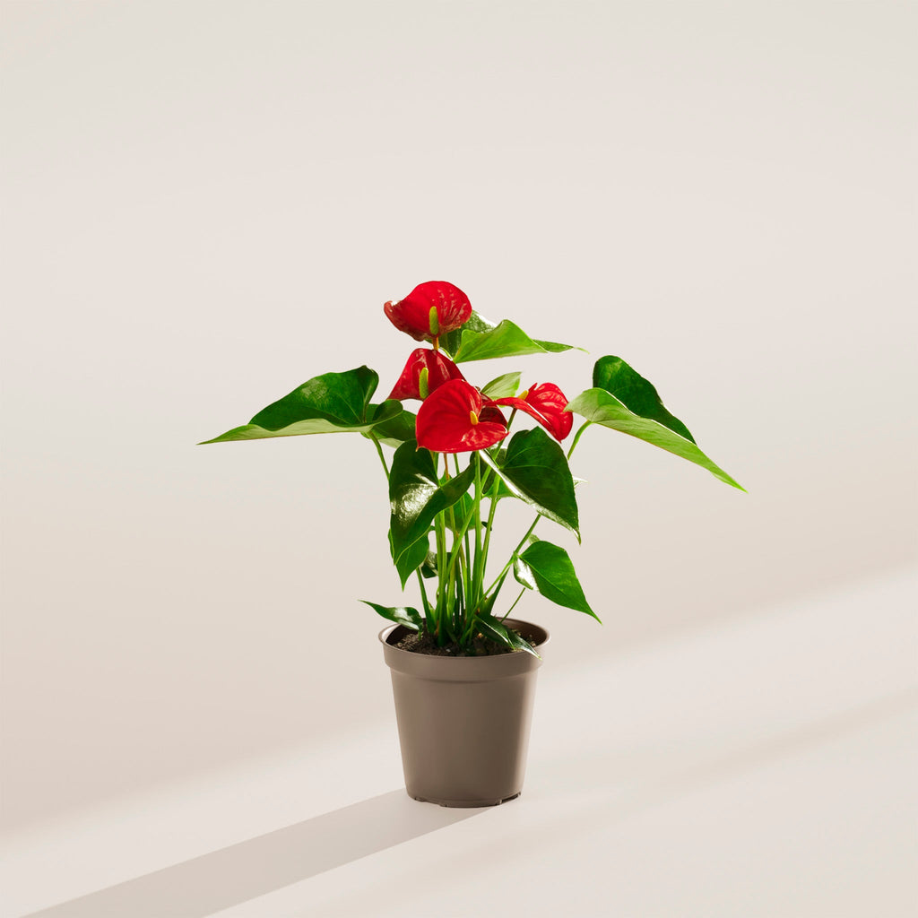 Flamingo Flower