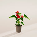 Flamingo Flower