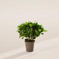 Blooming Gardenia