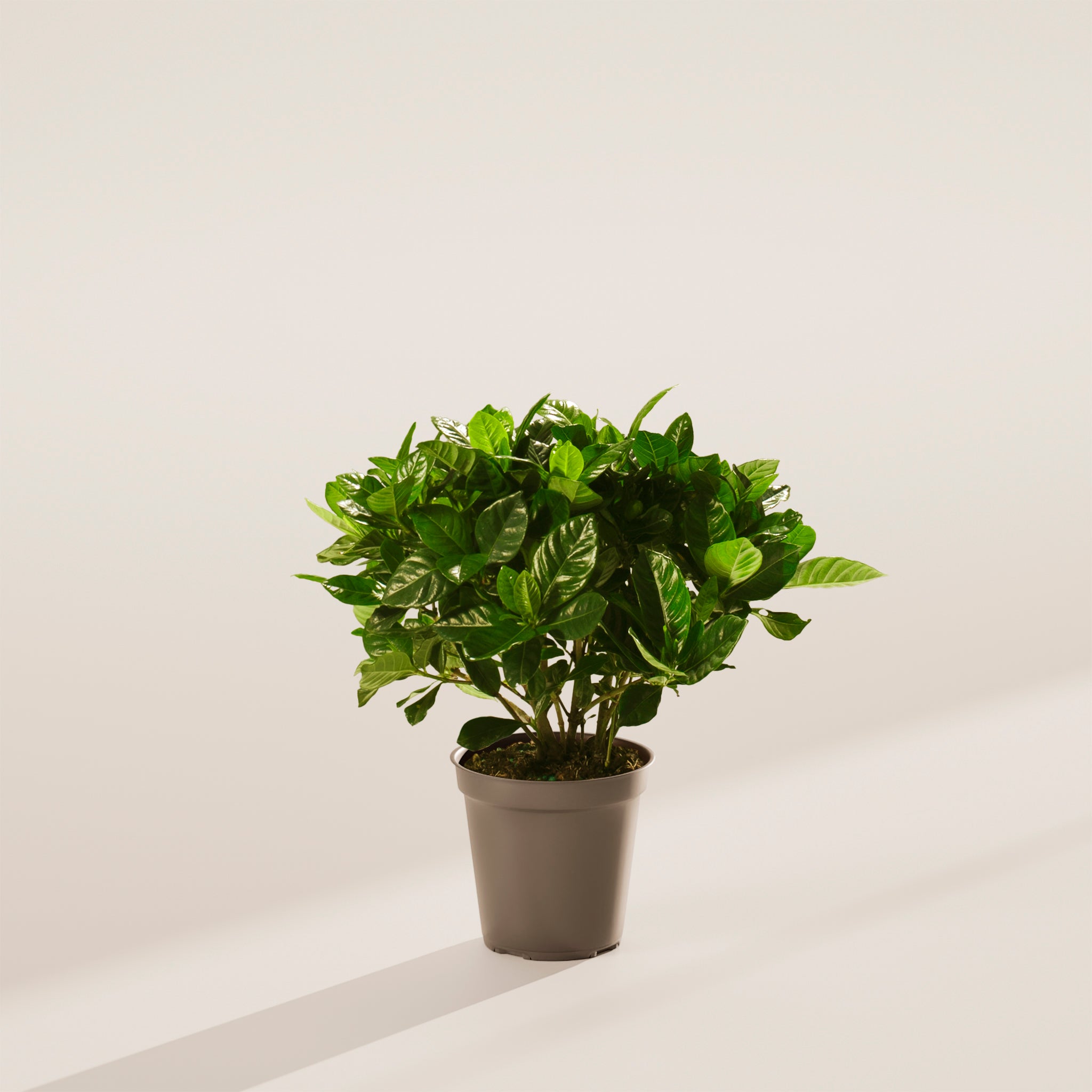 Blooming Gardenia
