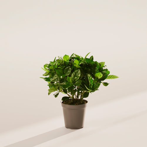 Blooming Gardenia