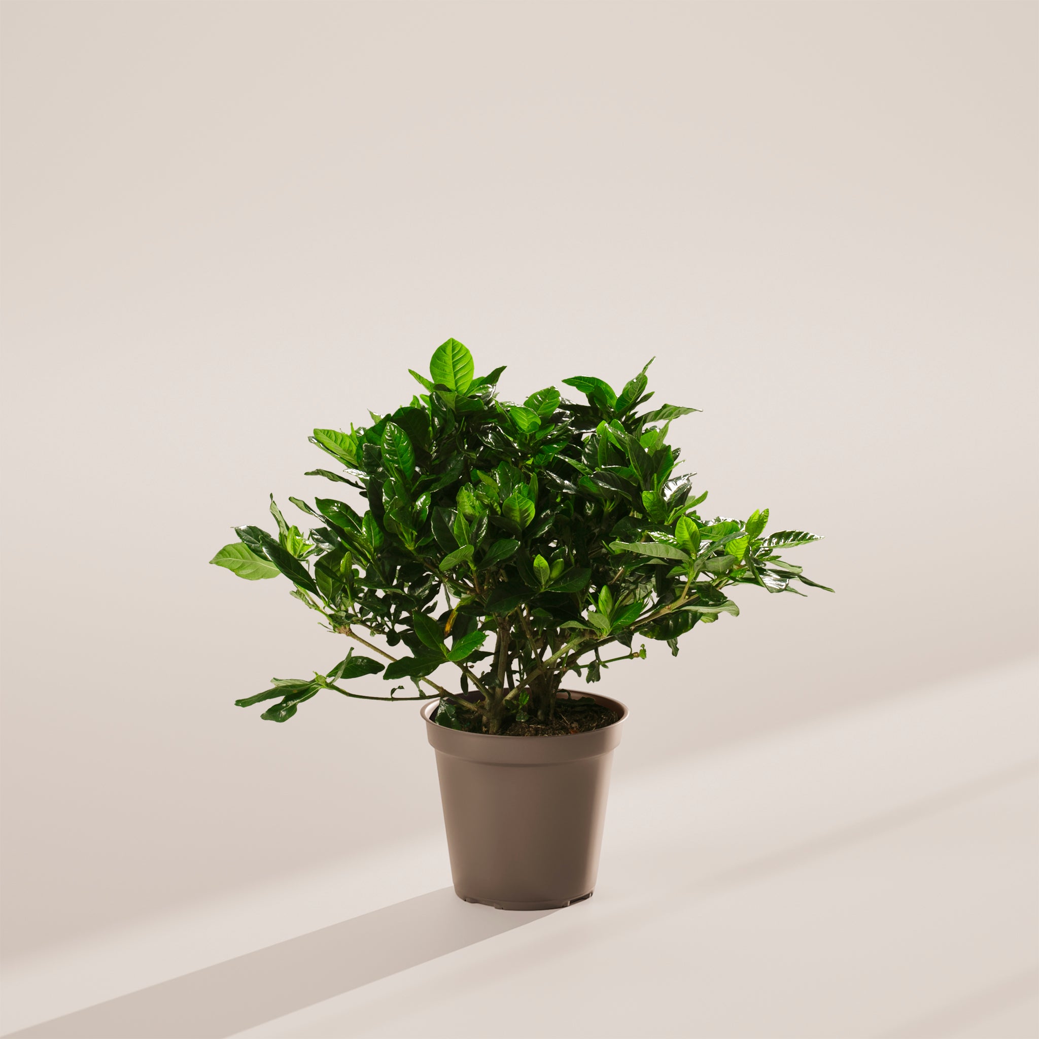 Blooming Gardenia