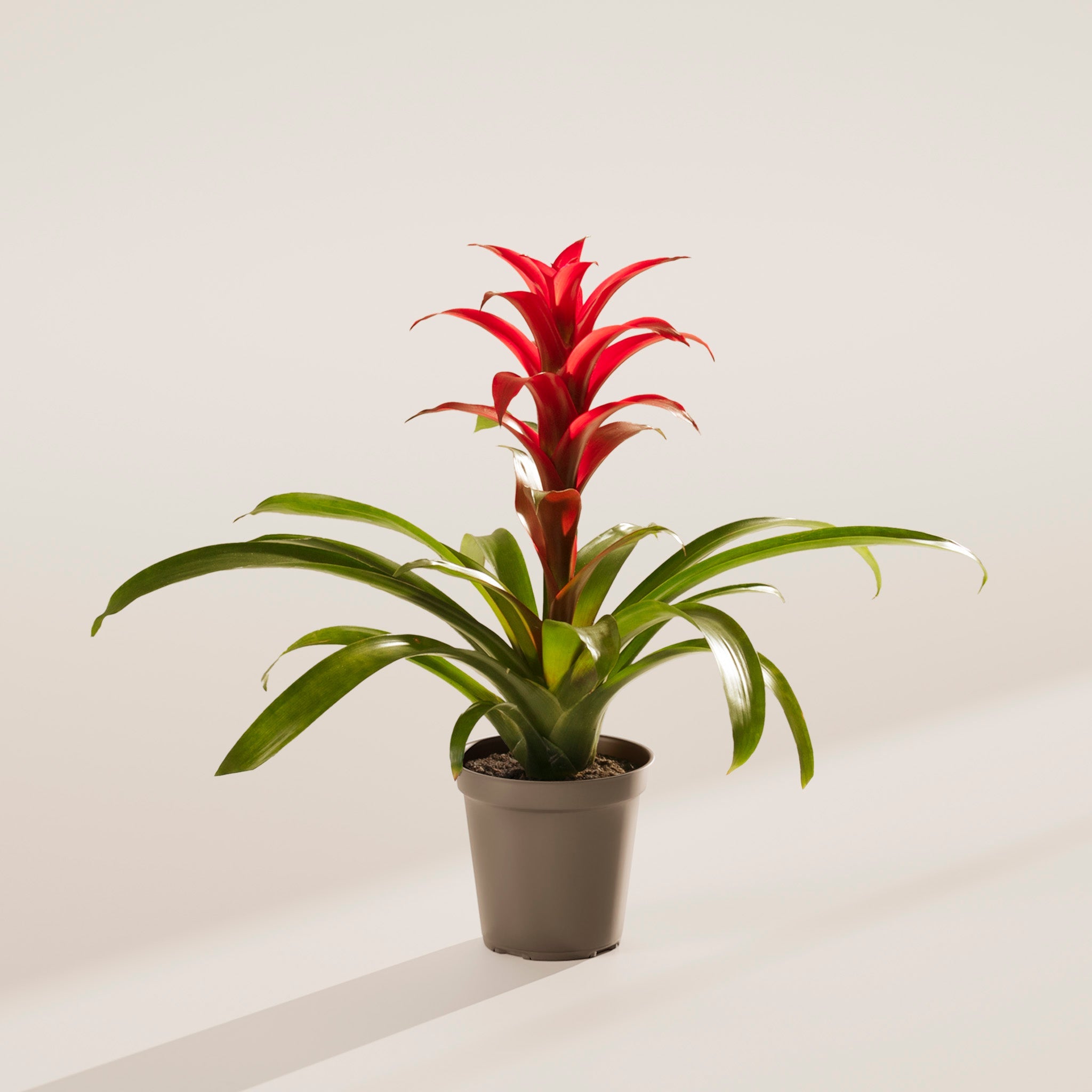 Bromeliad Guzmania