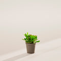 Jade Plant