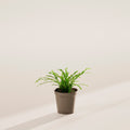 Lemon Button Fern