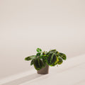 Maranta Red Prayer Plant