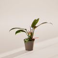 Philodendron Florida Bronze