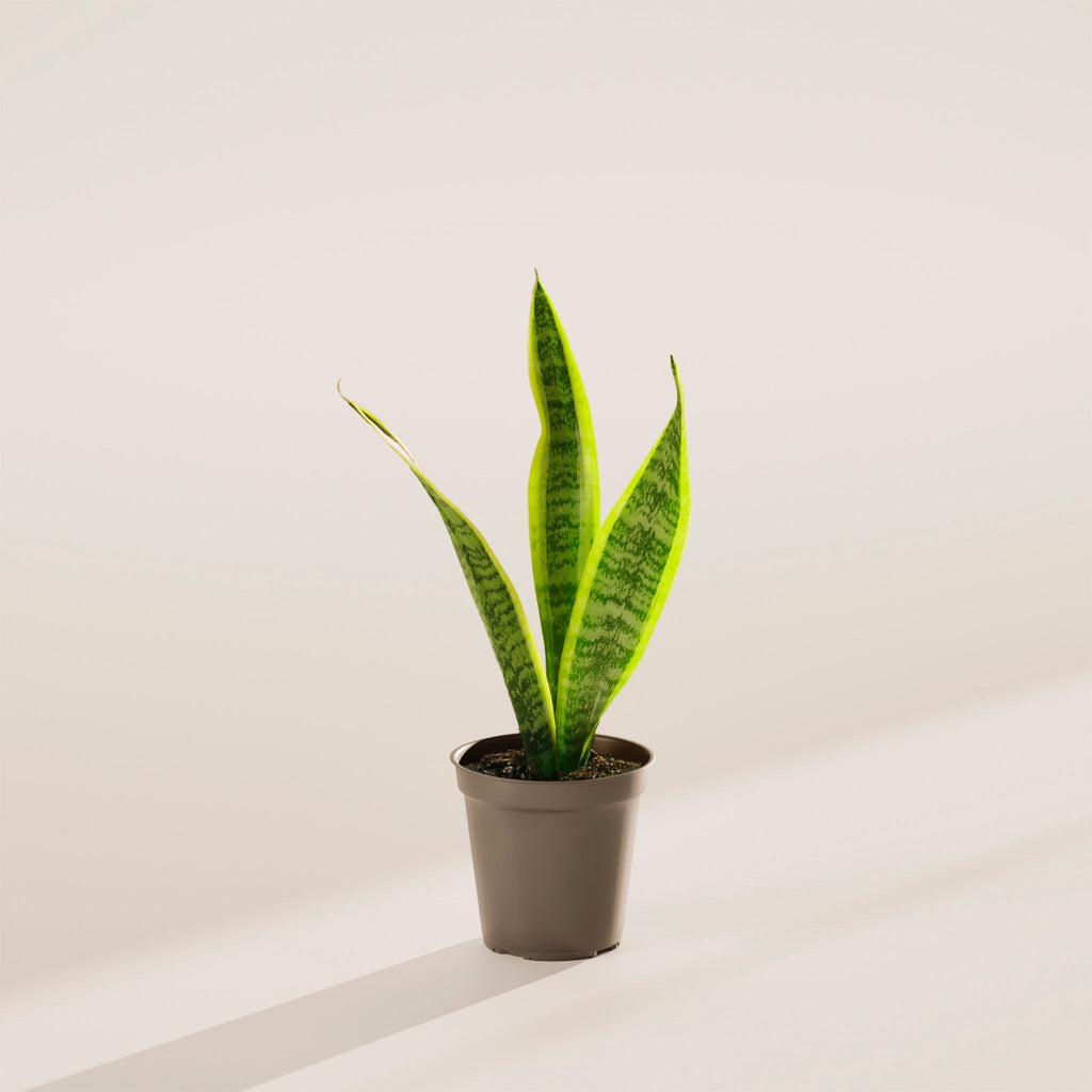 Variegated Sansevieria Laurentii (Snake Plant)