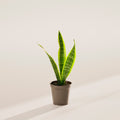 Variegated Sansevieria Laurentii (Snake Plant)