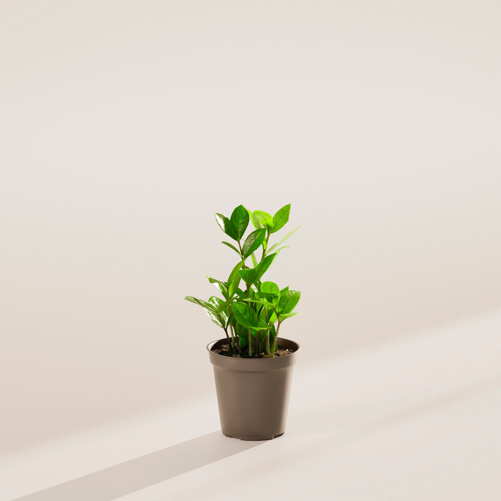 ZZ Plant