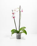 Red Lip Moth Orchid