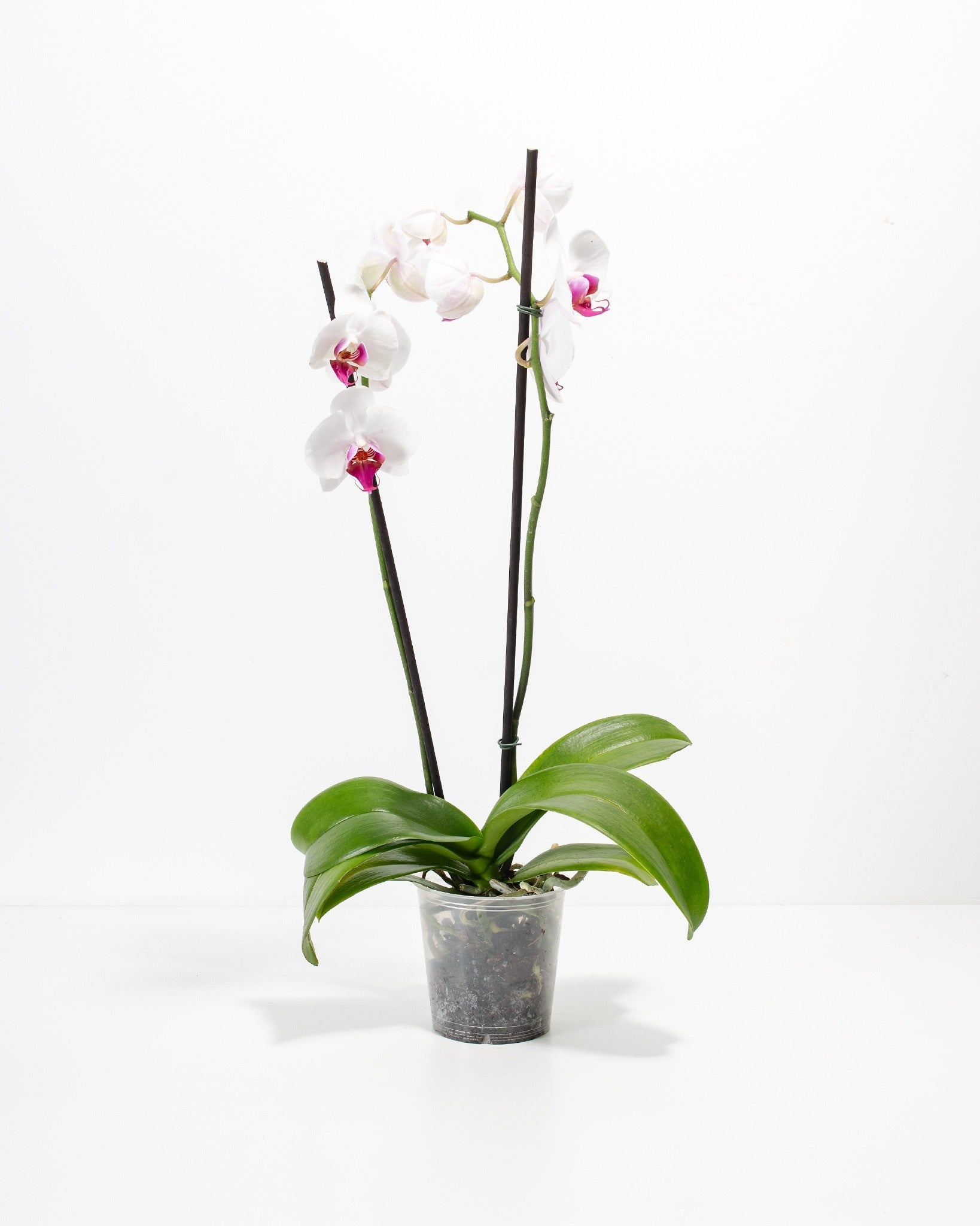 Red Lip Moth Orchid