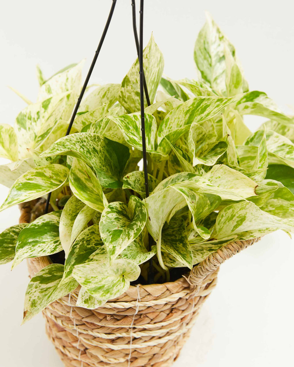 Marble Queen Pothos