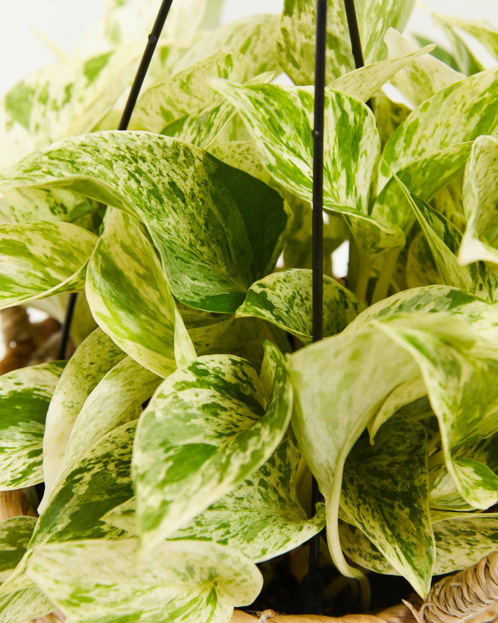 Marble Queen Pothos