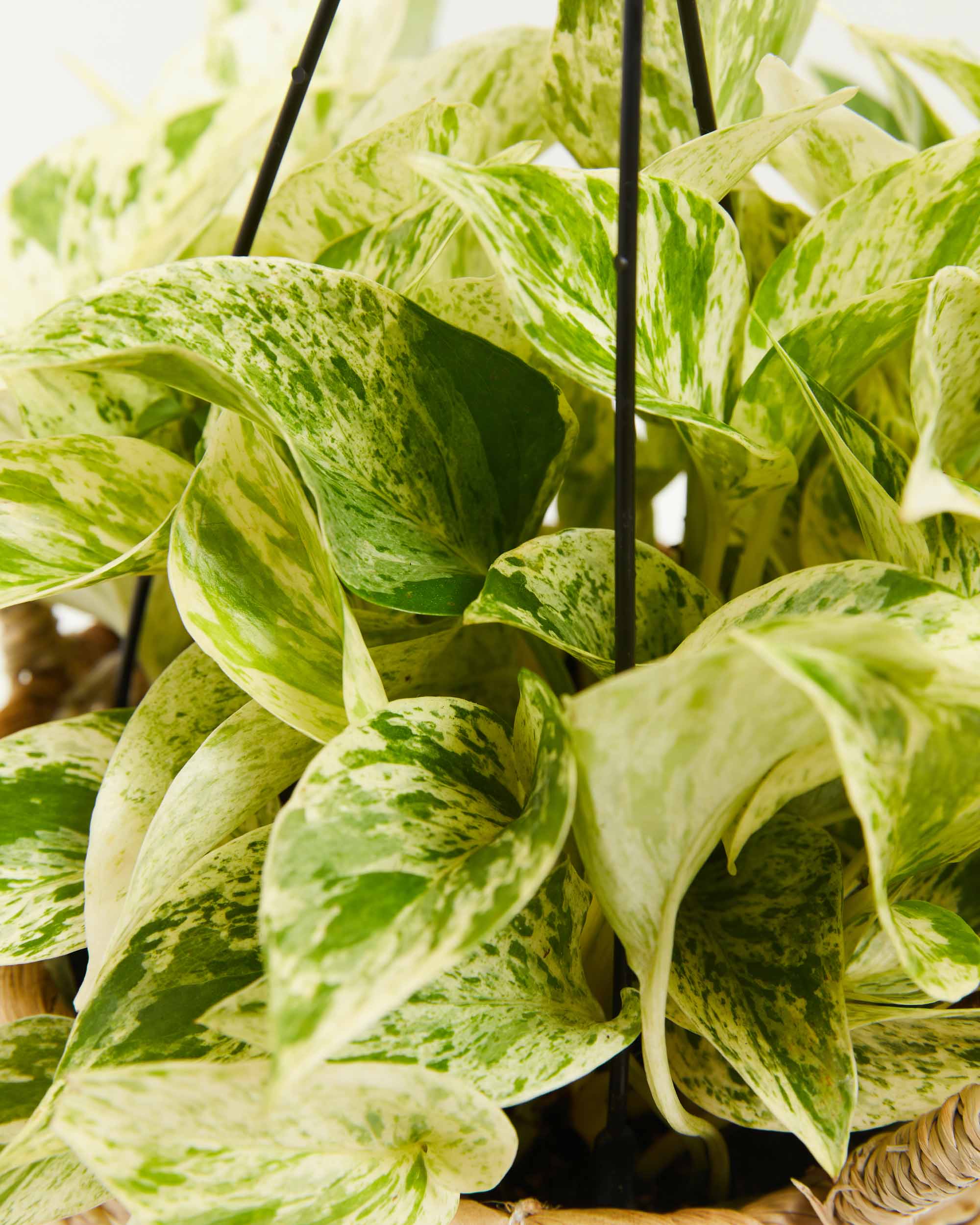 Marble Queen Pothos